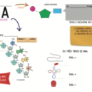 Mapa Mental – Estrutura do RNA